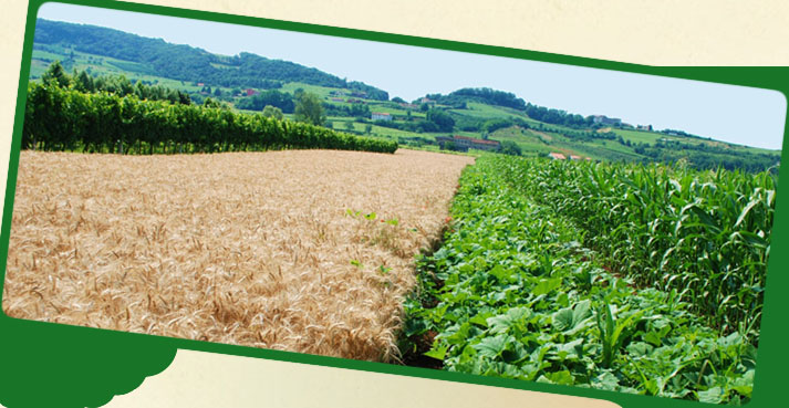 Azienda Agricola Bisognin