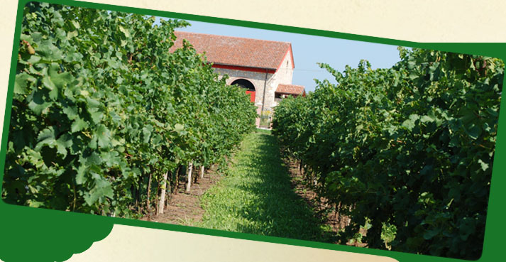 Azienda Agricola Bisognin